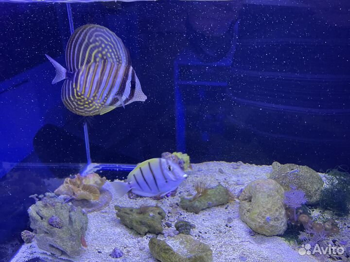 Морские рыбки и все для содержания