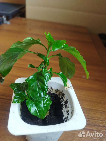 Кассандра, антуриум