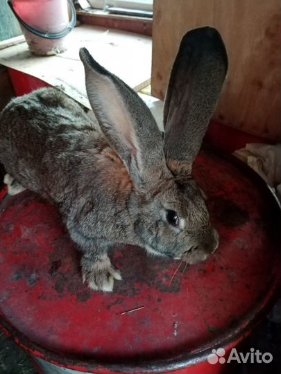 Кролики породы фландер