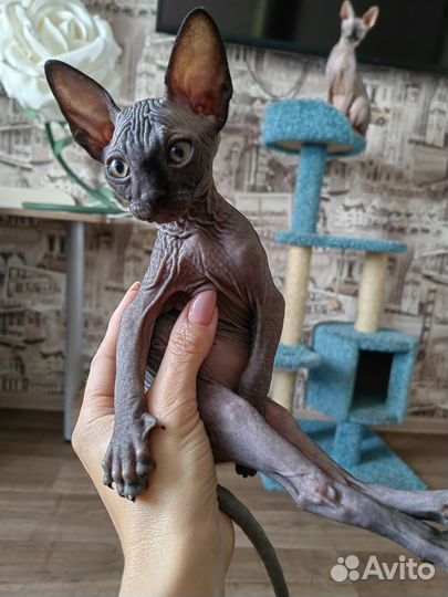 Канадский сфинкс