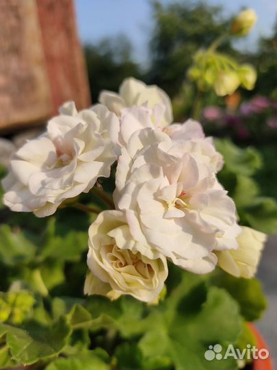 Пеларгония PAC Viva madeleine