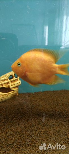 Аквариумные рыбки