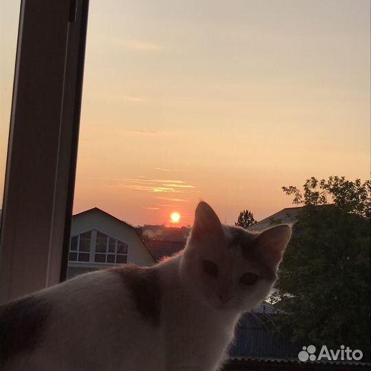 Отдам кота в добрые руки
