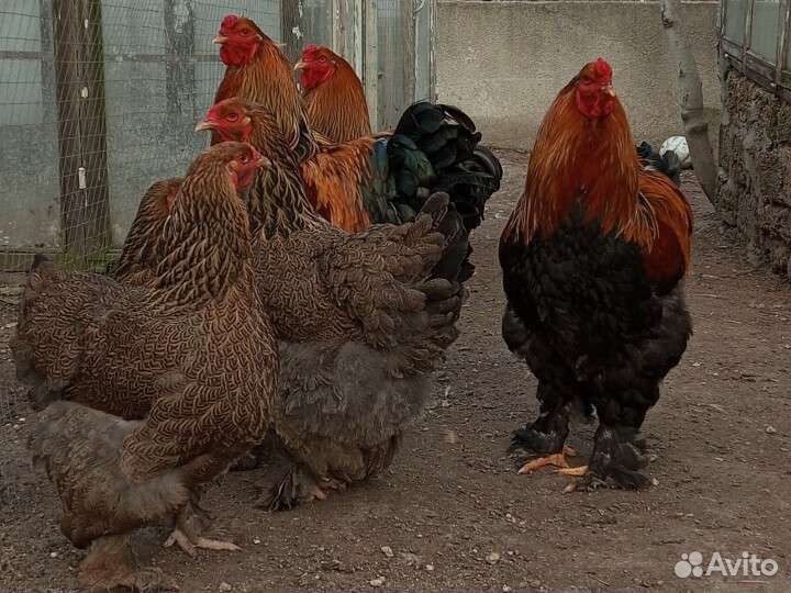 Цыплята Брамы