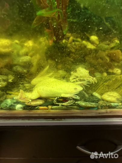 Шпорцевая лягушка альбинос