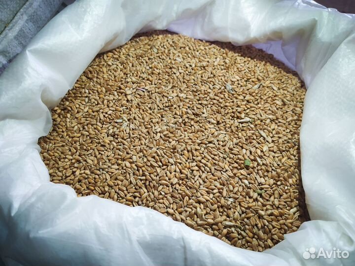 Пшеница кормовая