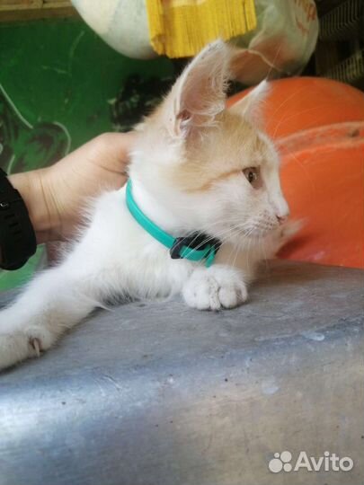 Котенок в дрбрые руки