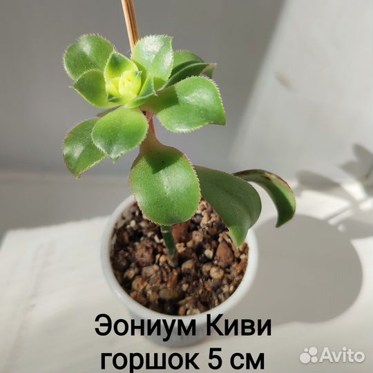 Суккуленты 2- домашние растения