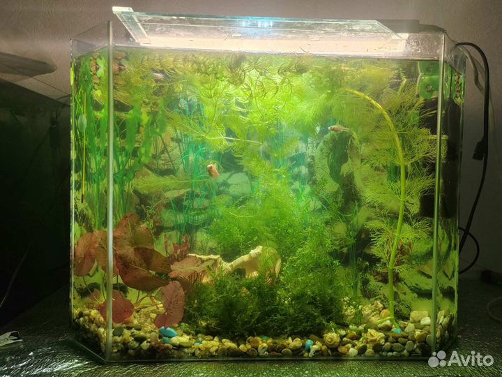 Аквариум 38 литров, термо регулятор, фильтр, декор