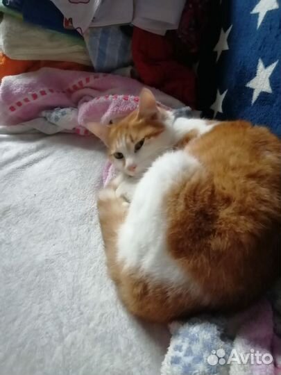 Кошка в дар бесплатно