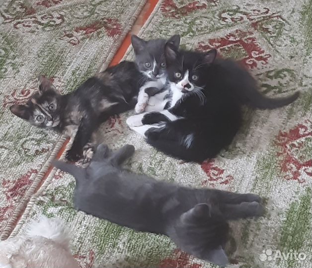 Отдам в добрые руки котят.Одна кошечка и три кота