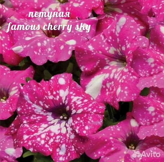 Петуния famous chery sky