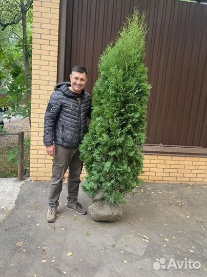 Туя Смарагд 2м