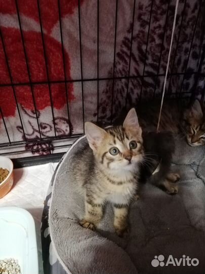 Котенок девочка