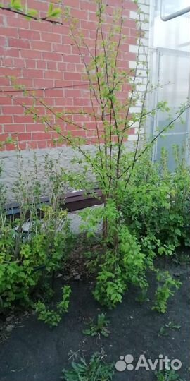 Саженец сливы