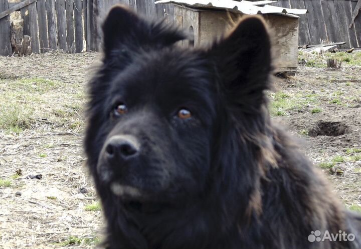 Блэк - молодой кастрат на охрану в дар