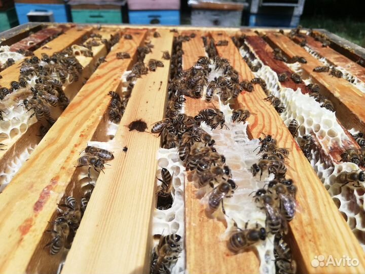 Пчелопакеты, (рамка) рут