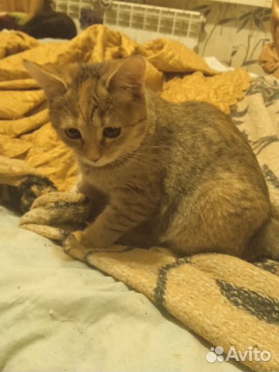 Котёночек в дар