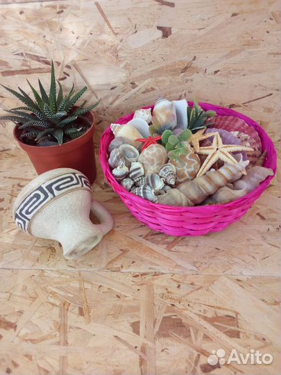 Морские ракушки