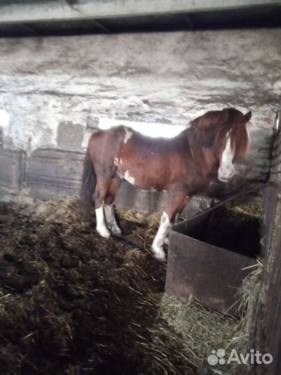 Жеребец полутяж. Обмен