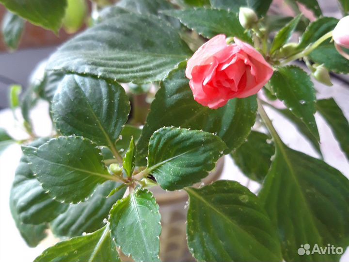 Толстянка, мокрый ванька, алоэ