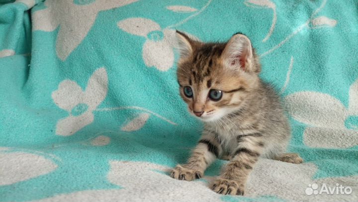 Отдам котенка, девочка