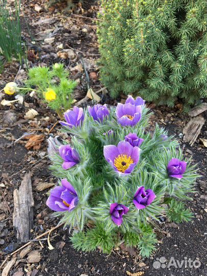 Семена прострела