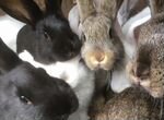 Кролики. Молодняк. 3-4 месяца