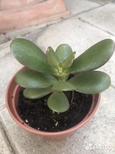 Денежное дерево