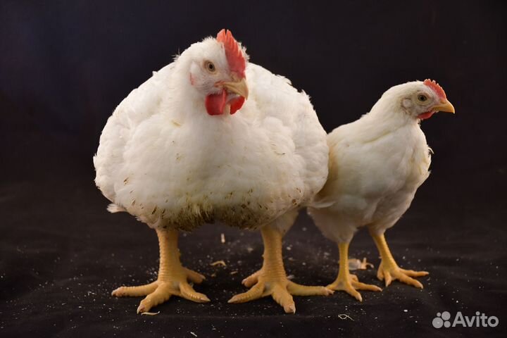 Инкубационное яйцо бройлера Cobb500 (Чехия)