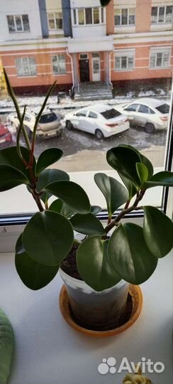 Пеперомия туполистная