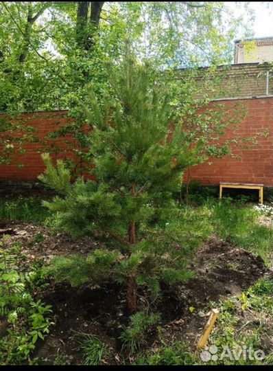 Сосна обыкновенная, Оптом