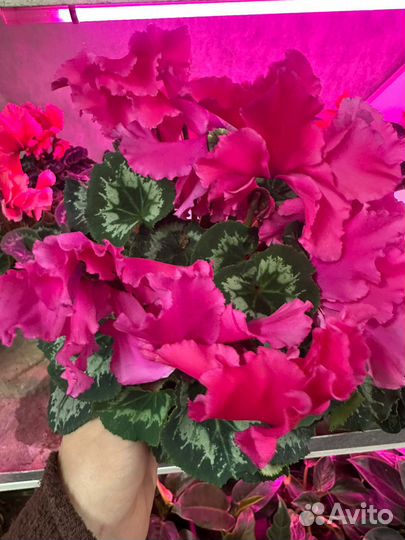 Комнатные цветы цикламен