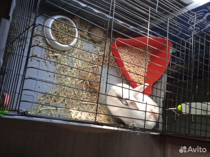 Декоративные кролики