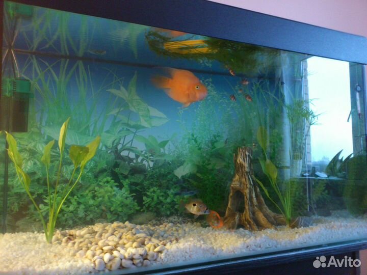 Аквариум с тумбой 200 литров