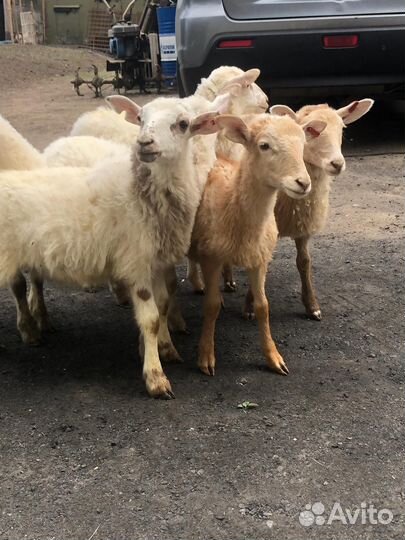 Катумские овцы,ягнята