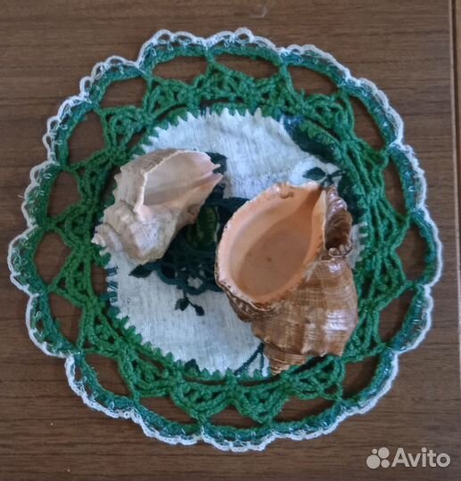 Ракушки рапана для интерьера, аквариума