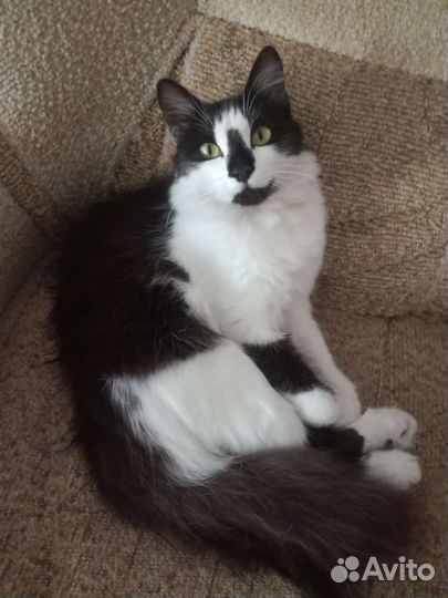 Кошка Мила 1 год стерилизована