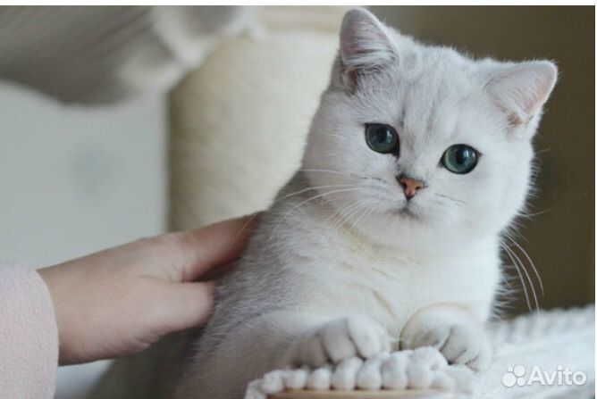 Британский кот вязка