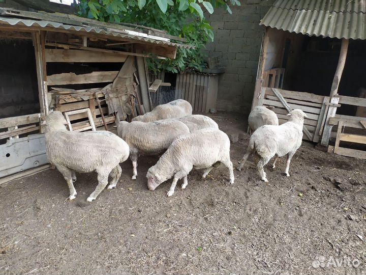 Овцы, бараны, баранчики и ярочки