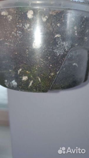 Сансевиерия лауренти