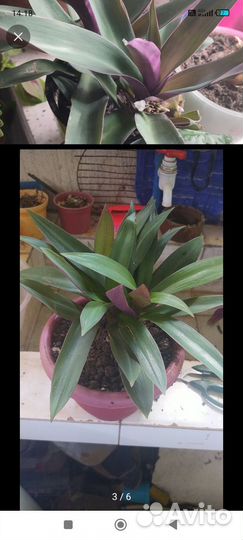 Шеффлера древовидная, Традесканция разноцветная