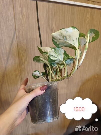 Толстянка вариегатная