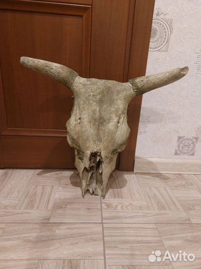 Зловещий череп