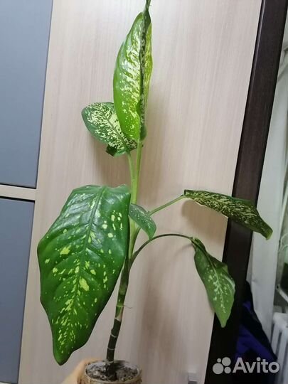 Диффенбахия