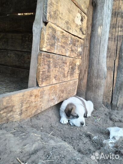 Щенки сербернара