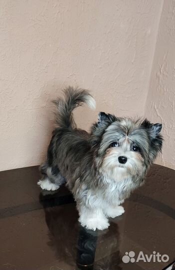 Мраморный Йорк, девочка