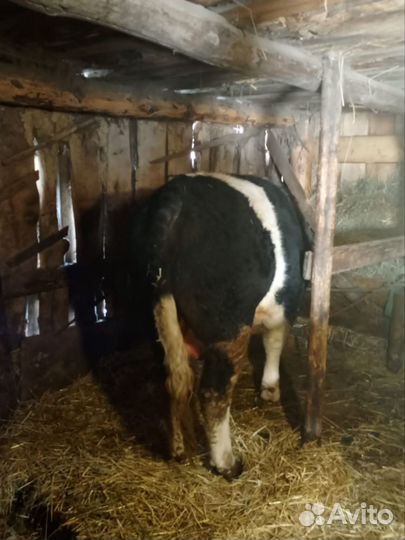 Продажа быков на мясо