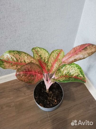 Аглаонема 10 карат