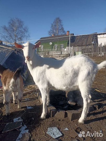 Козлы, козлята